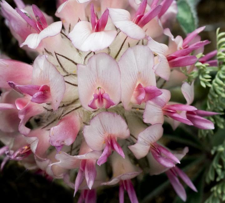 Big Head Clover, Trifolium macrocephalum 1692a.jpg